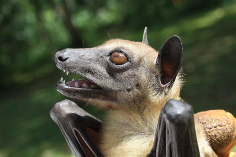 Bat The Eyes Là Gì? Ý Nghĩa, Ví Dụ Câu và Cách Sử Dụng Cụm Từ Bat The Eyes