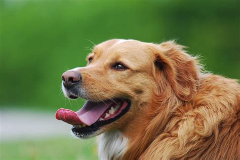 Do Dogs Sweat? Understanding Your Dog’s Cooling System | Sahara Pines ...
