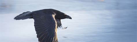 Download wallpaper flight, background, bird, crow, section animals in ...