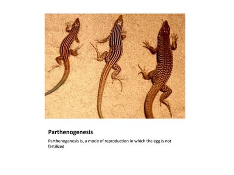 Image result for Parthenogenesis Examples