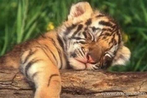 怀孕对老虎的影响有多大？它会不会因此而丧命？_百科TA说