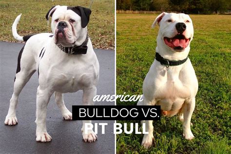 How Much Are Scott American Bulldogs