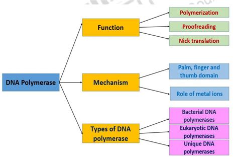 Image result for DNA Polymerase Function