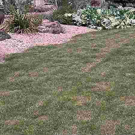 Godavari Lawn Grass Gardening - Top Nurseries in Jampeta Rajahmundry