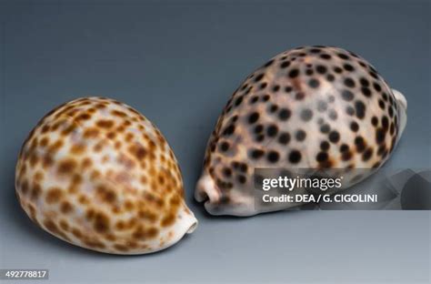 Image result for Ancient Tiger Shell