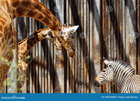 Two Giraffes Talk To a Zebra in the Zoo Stock Image - Image of heads, shelter: 109264639