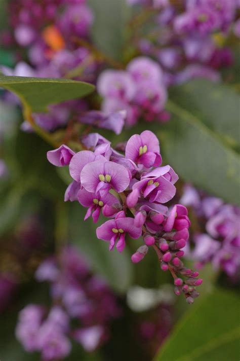 Purple Treasures: Discover the Beauty of Native Climbers in Australia
