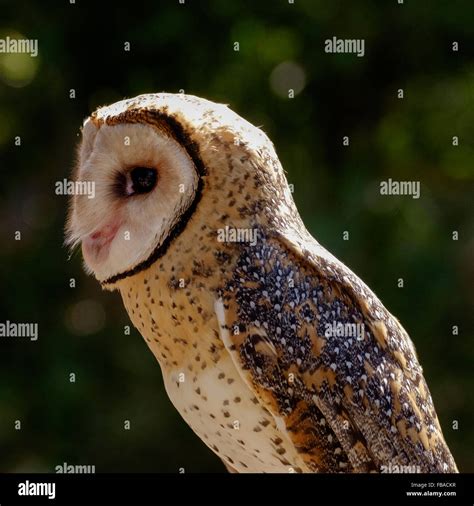 Image result for Baby Owl Springwatch