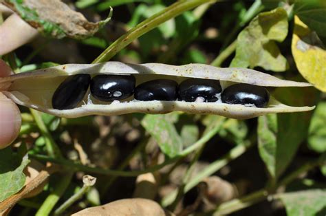 Facts and benefits of Black Bean (Black Turtle Bean) - Health Benefits