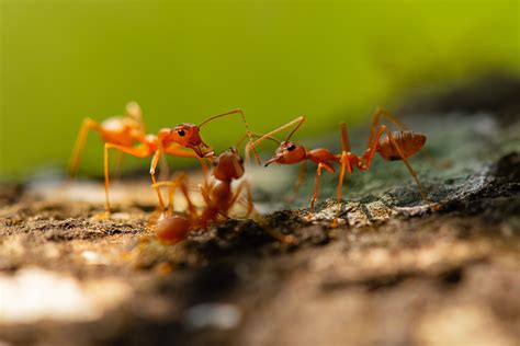 How Big Are Fire Ants in Florida?