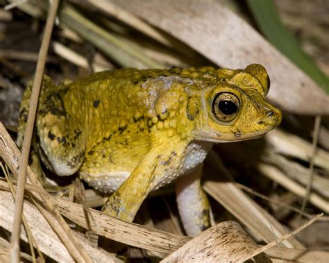 Discover 16 Endangered and Threatened Animal Species in Puerto Rico - A-Z Animals