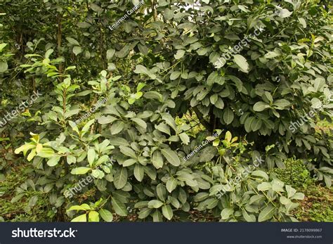 Yerba Mate Plant Southern Brazil Stock Photo 2178099867 | Shutterstock