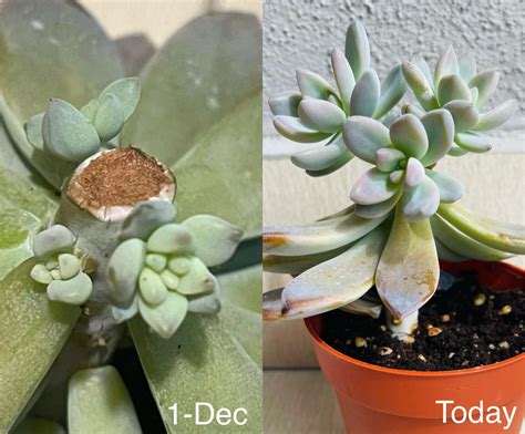 36 Days ago vs Today : r/succulents