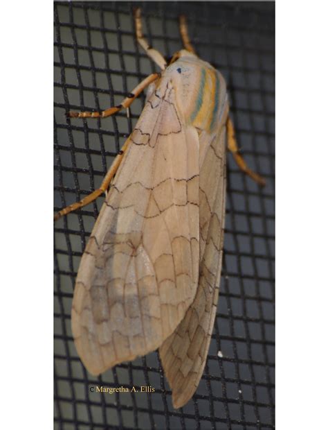 Banded Tussock Moth or Pale Tiger Moth Halysidota tessellaris (J.E ...