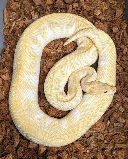Image result for Crystal Ball Python