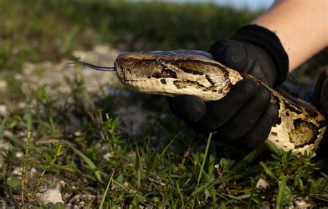 Image result for Florida Python Hunting Map