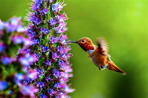 What Color Flowers Do Hummingbirds Like / How To Create A California ...