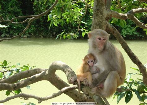 图片素材 : 野生动物, 动物园, 哺乳动物, 动物群, 灵长类动物, 猕猴, 老世界猴子, 共同的黑猩猩 3838x2100 ...