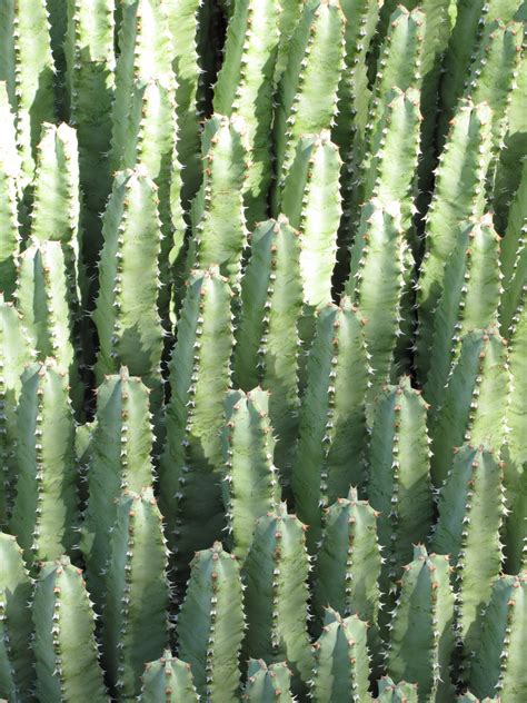 Las Aventuras: Euphorbia or Cactus?