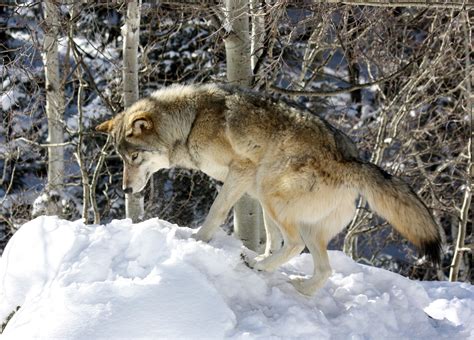 Wolf In Mountains