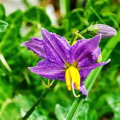 Arogya Tulsi Cough Syrup (100 ml) – Aarogyam - The Wellness Store