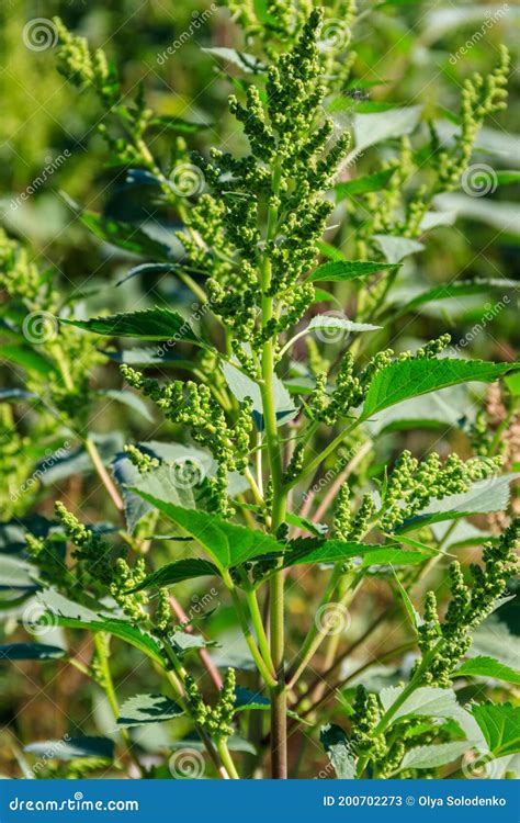 Iva Xanthiifolia Plants Cyclachaena Xanthiifolia, Giant Sumpweed, Marsh ...