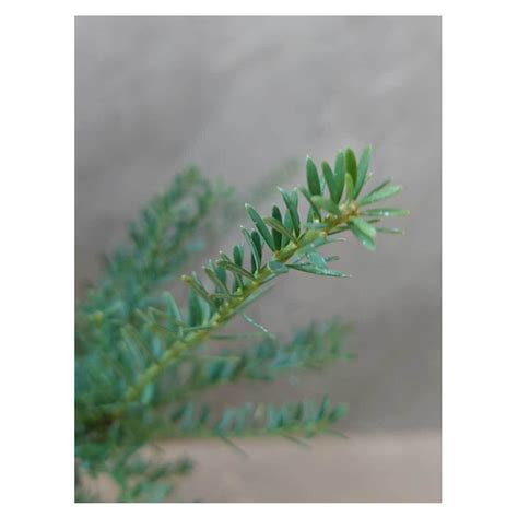 Podocarpus alpinus 'Blue Gem' | Seeding