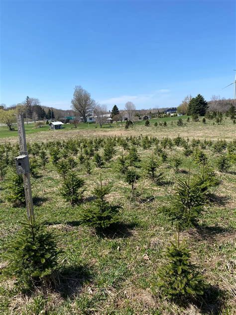 Burrville power equipment us open chainsaw carving competition ...