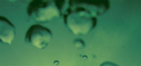 Can Probiotics Cause Diarrhea? Understanding Side Effects