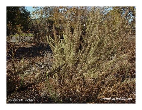 Q artemisia californica | PDF