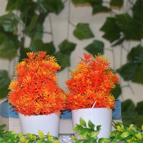 Orange Colour Flowers