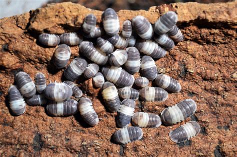 Isopod Food Panda King Isopods: Everything You Need To Know - TopFlight ...