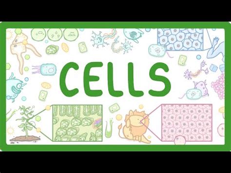 Cell Structure Video Lecture - Biology for GCSE/IGCSE - Class 10