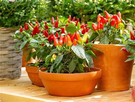 Growing Jalapeño Peppers in Containers: A Complete Guide