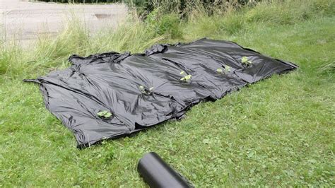 Image result for Soil Solarization Methods