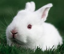 Image result for Super Cute Bunny Rabbit Real