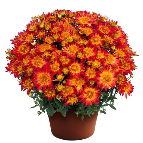 Autumn Sunset™ Garden Mum - Chrysanthemum grandiflorum | Proven Winners