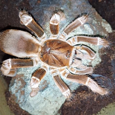 King Baboon Spider