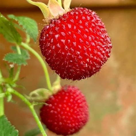 Atherton Raspberry Live Plant (Rubus probus ) – veliyathgardens