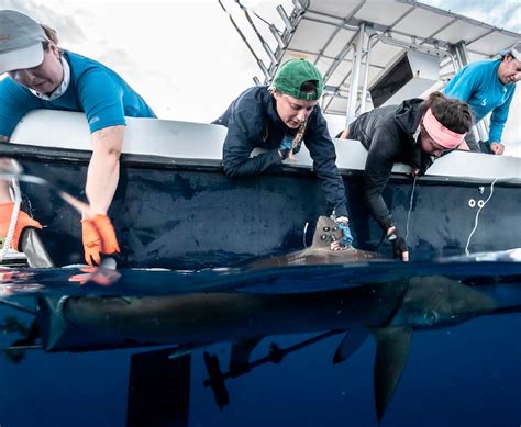 Researcher Accidentally Discovers Shark’s Amazing Power To Regenerate Its Sabotaged Fin