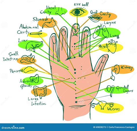 Illustrated Reflexology Hand Chart Stock Vector - Illustration of ...
