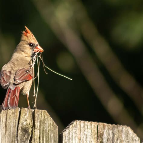 Most Common Backyard Birds in South Carolina (Birds Facts)