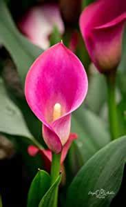 Ritz Farming Calla Lily Flower Bulbs Imported Veriety Big Size Mix ...