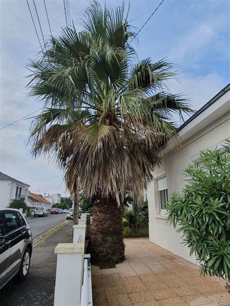 Washingtonia filifera