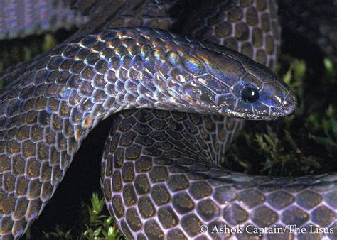 Indian Snakes - Indian Snakebite Initiative