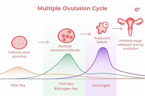 Image result for Ovulation and Fertilization Process