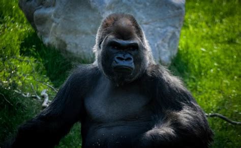 ShishirPatilgorilla
