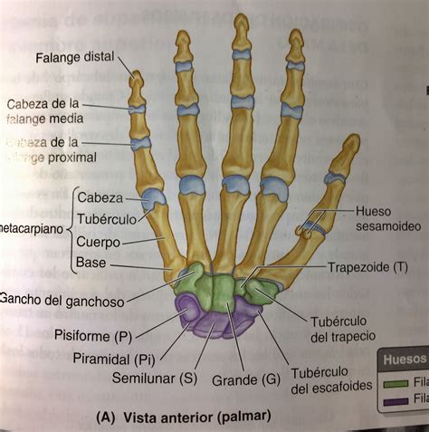 Huesos De La Mano