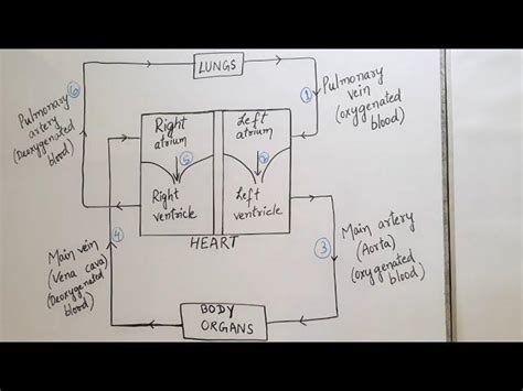 explanation in English of flow chart on blood circulation - Brainly.in