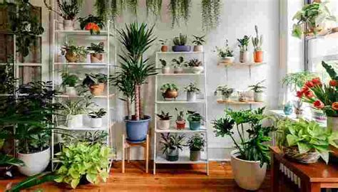 Outdoor Plants | Best Outdoor Plants in India - GiftaLove